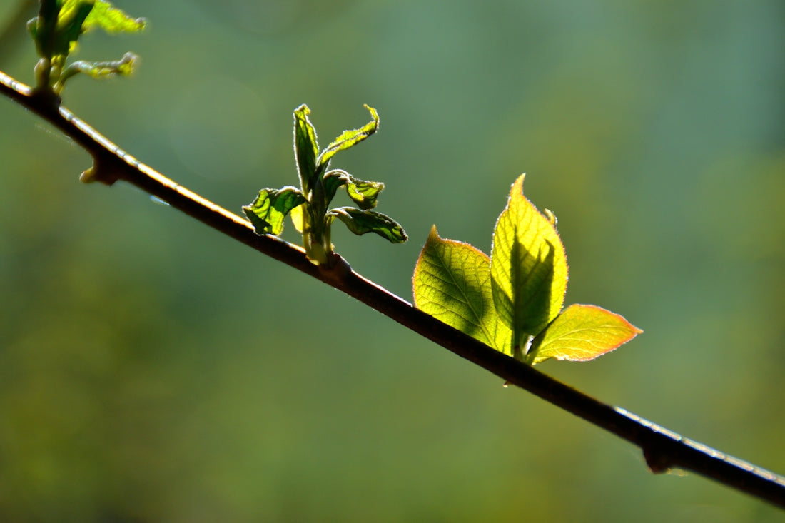 New green leaves unfurling on a tree branch.