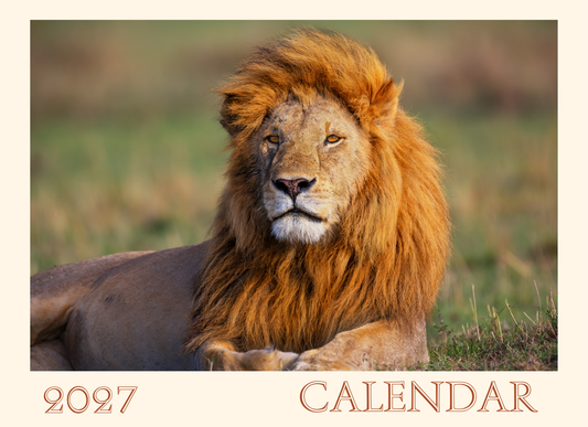2027 calendar with a lion in a natural setting