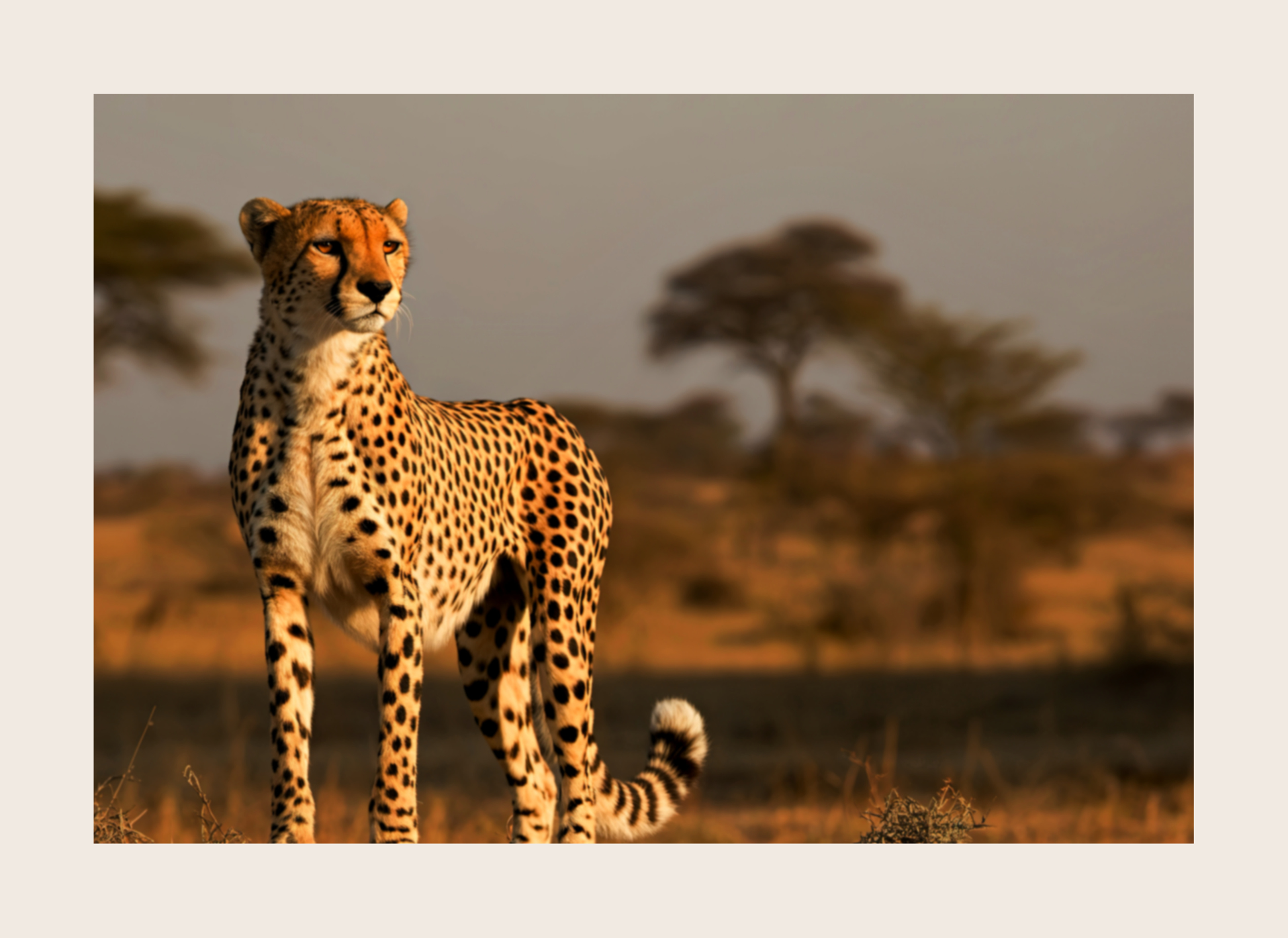 Cheetah standing in a savannah with blurred background