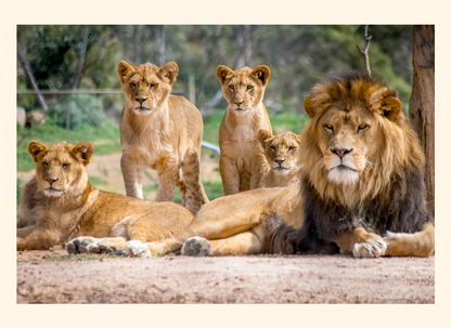 Group of lions sitting on a rock with a natural background