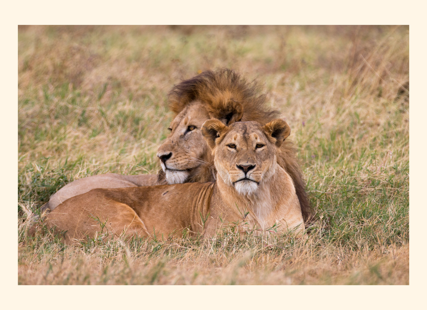 Two lions lying in a grassy field