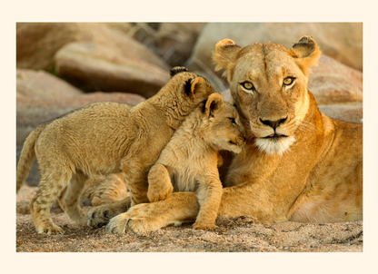 Lioness with two cubs in a natural rocky landscape
