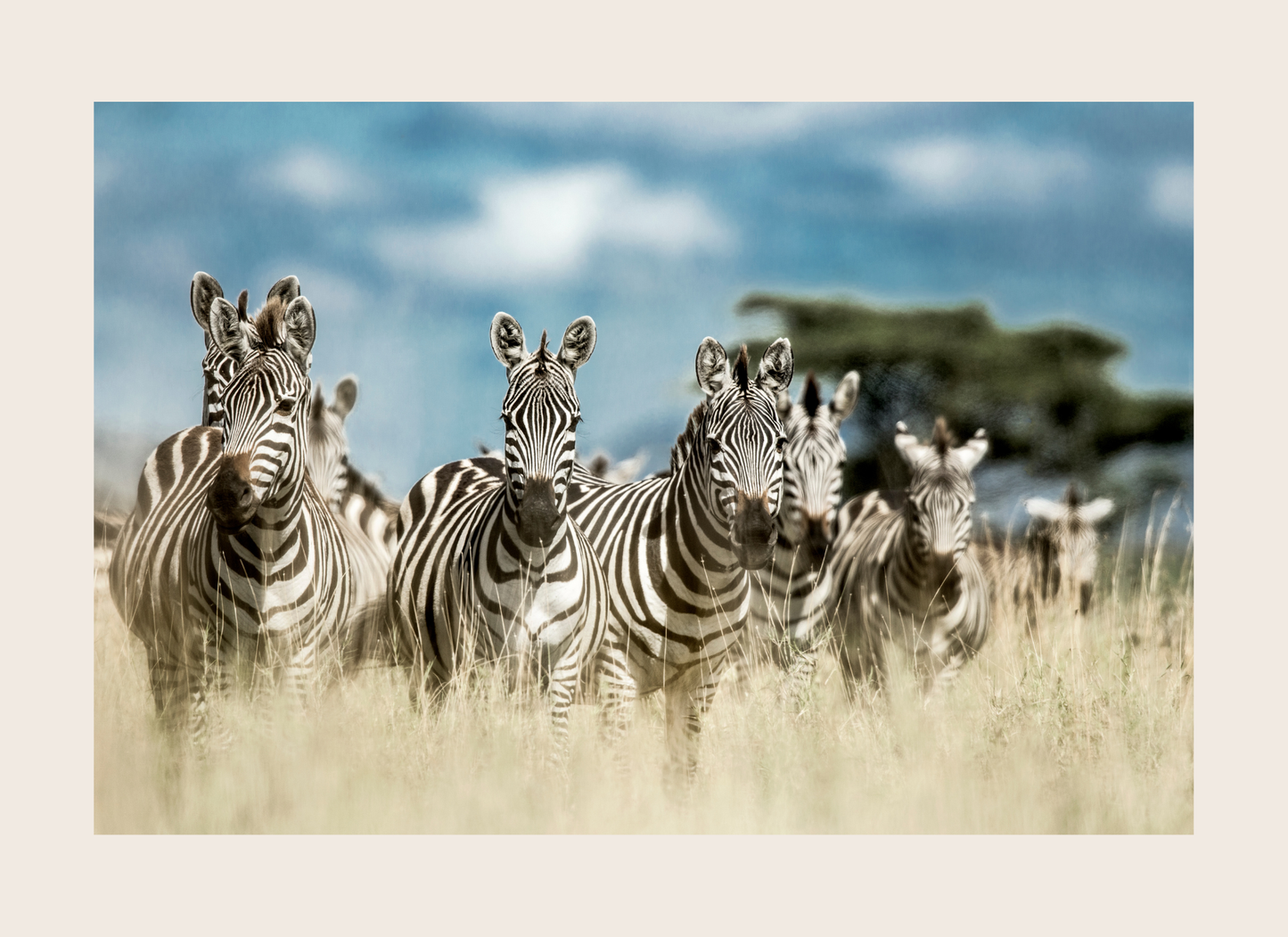 Group of zebras standing in a grassy field with a blue sky and clouds in the background.