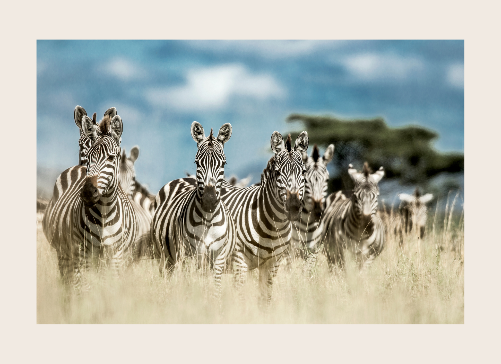 Group of zebras standing in a grassy field with a blue sky and clouds in the background.