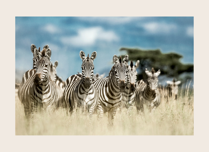 Group of zebras standing in a grassy field with a blue sky and clouds in the background.