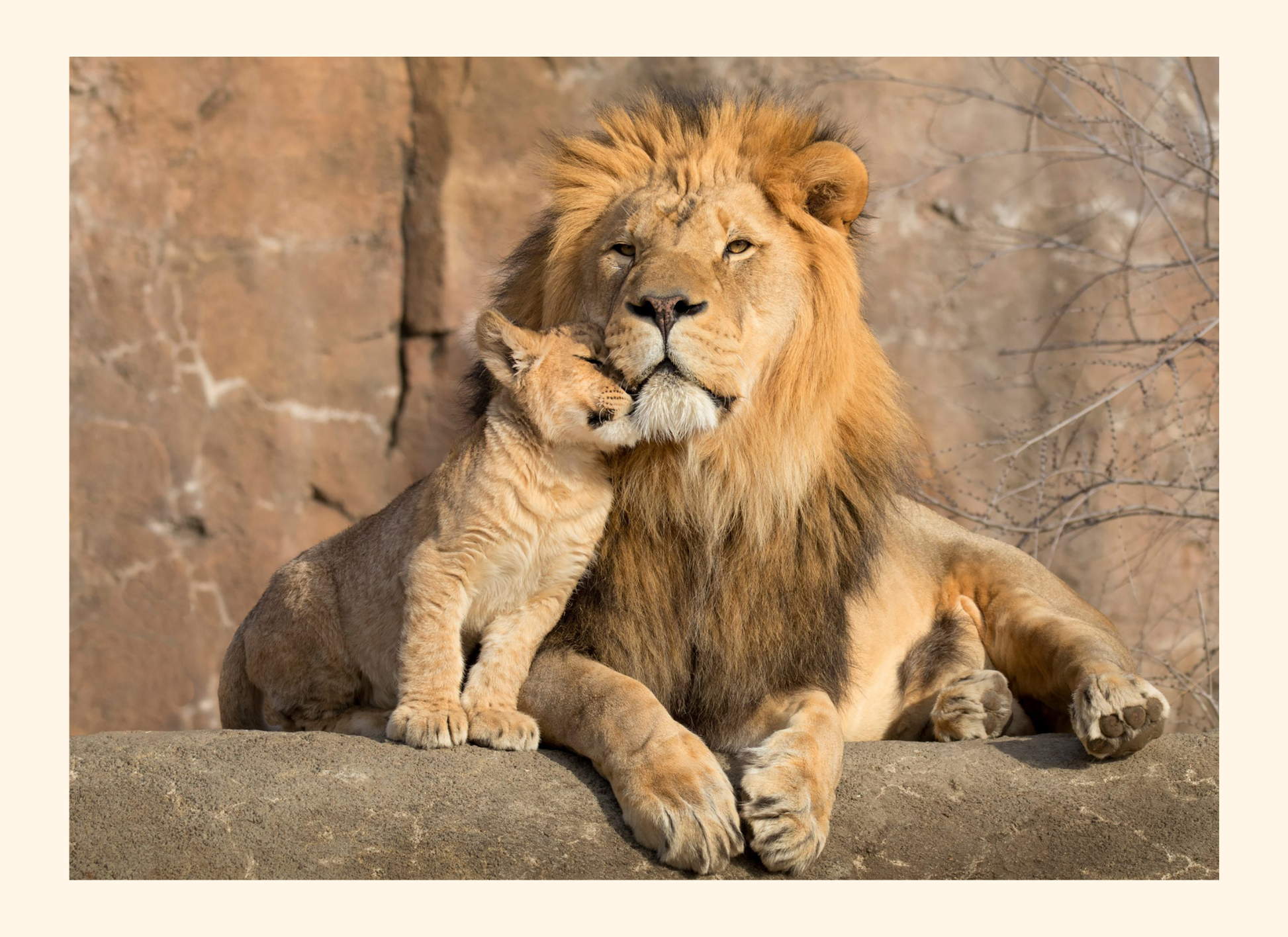 Lion and cub sitting together on a rock with a natural background